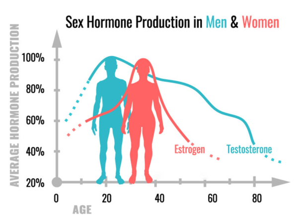 Sex Hormone Production In Men & Female